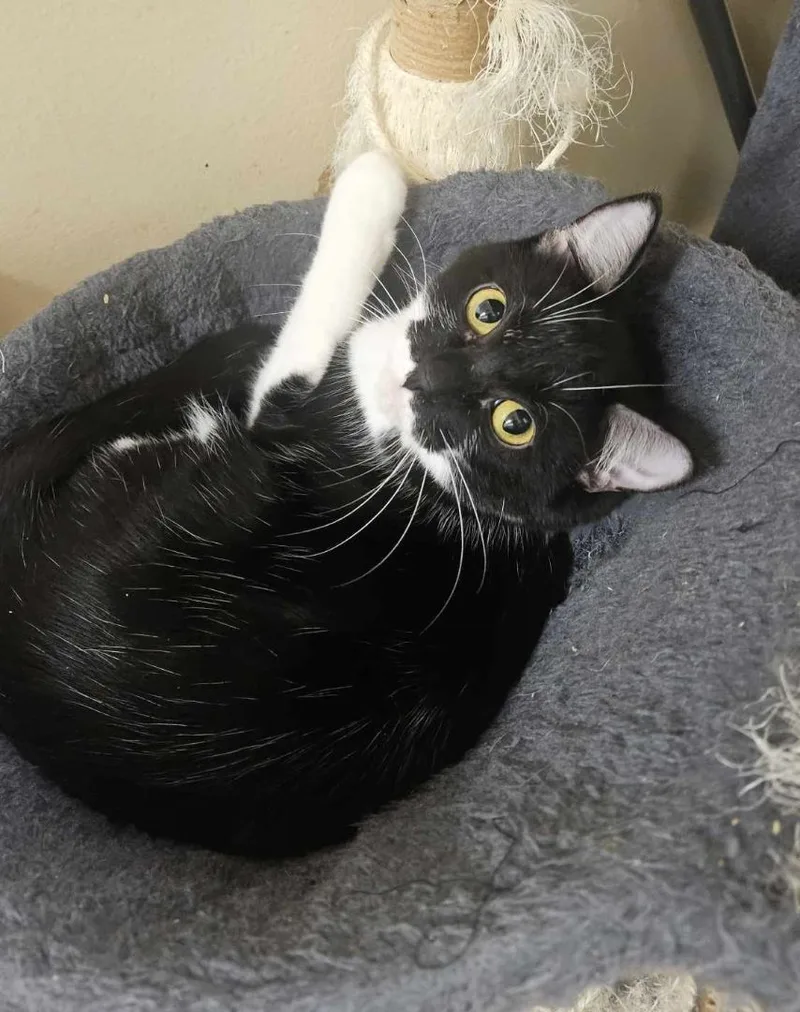A young medium-sized female Black & White / Tuxedo Tuxedo cat named Nicole Haught for adoption in HEMET, CA