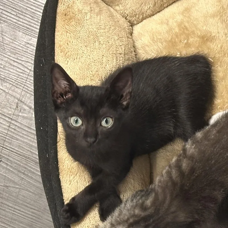 A baby small-sized female Black Domestic Short Hair cat named Ash for adoption in Opelika, AL