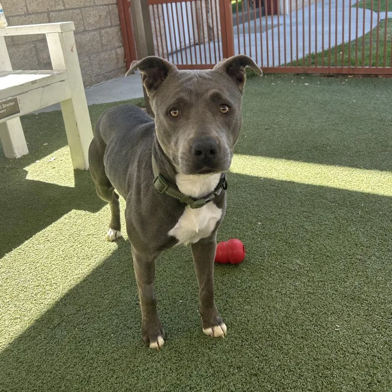 An adult large-sized female Gray / Blue / Silver Pit Bull Terrier dog named Ophelia for adoption in Upland, CA