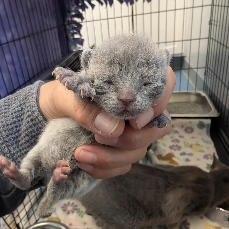 A baby small-sized female Gray / Blue / Silver Domestic Short Hair cat named Matcha for adoption in Watertown, NY