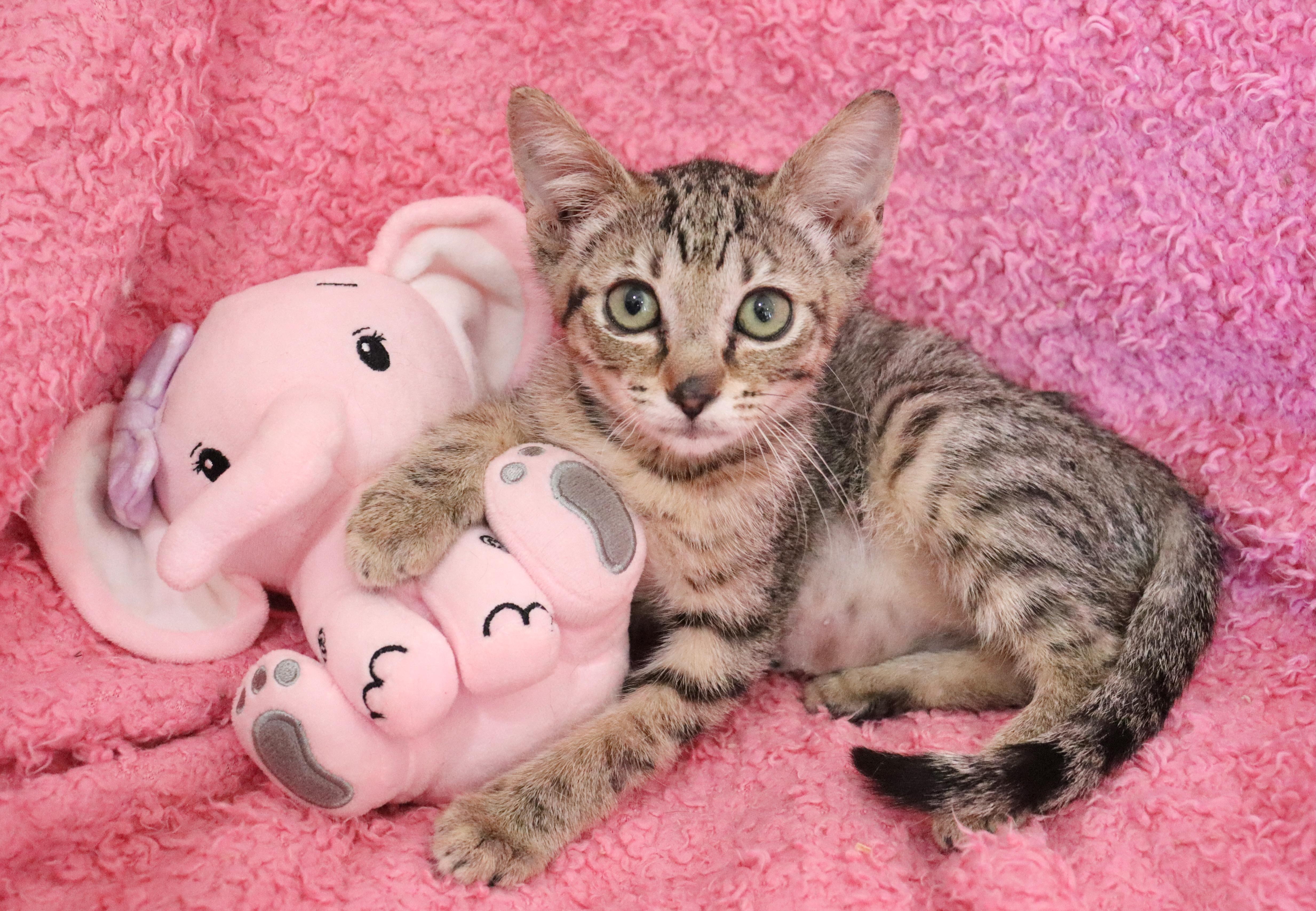 A baby medium-sized female Tabby (Buff / Tan / Fawn) Tabby cat named Tabatha for adoption in Saint Augustine, FL