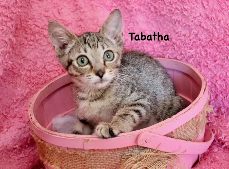 Tabatha thumbnail 3