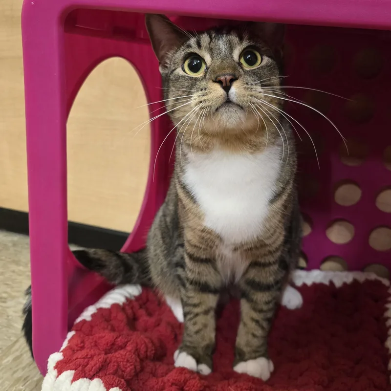 A young medium-sized male Tabby (Brown / Chocolate) Domestic Short Hair cat named Jaime for adoption in Warr Acres, OK
