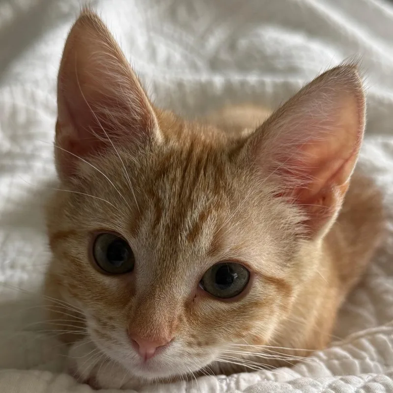 A baby small-sized female Domestic Short Hair cat named Shrimp for adoption in Cumming, GA