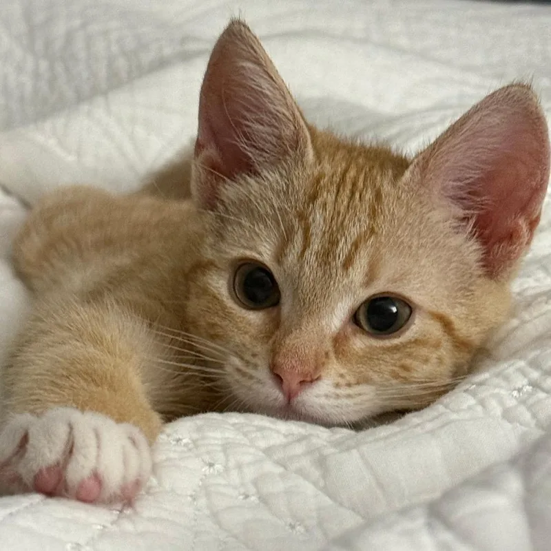 Shrimp thumbnail 2