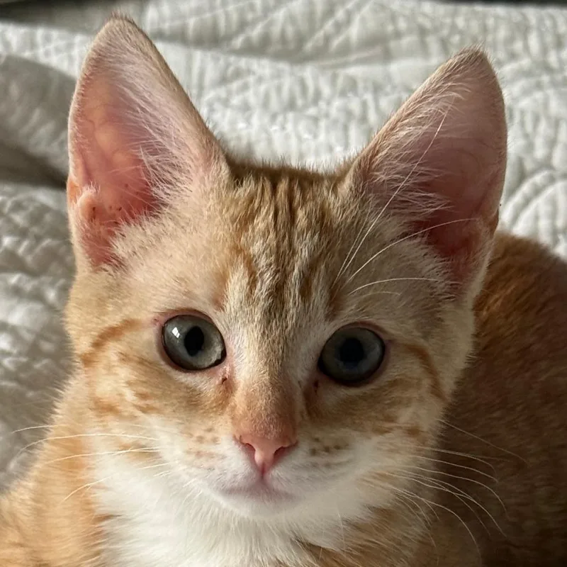 Shrimp thumbnail 3