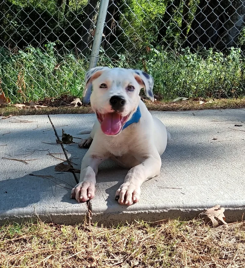 A baby medium-sized male Pit Bull Terrier dog named Judge for adoption in North Little Rock, AR