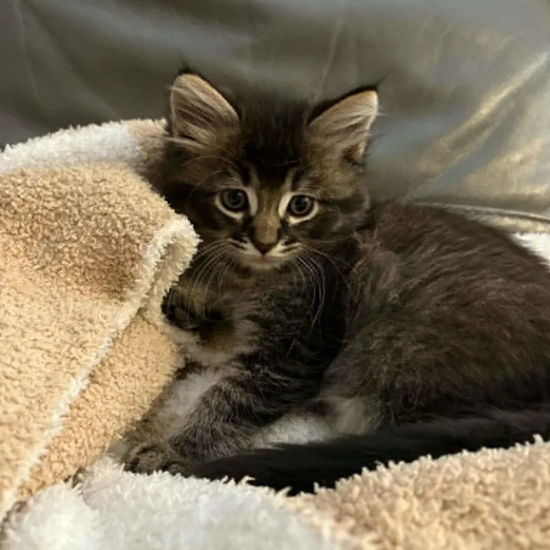 A baby small-sized male Domestic Medium Hair cat named Biggie for adoption in Antioch, CA