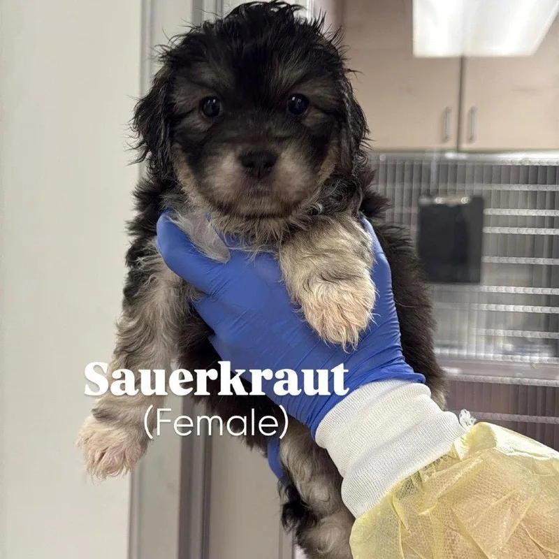 A baby medium-sized female Poodle dog named Sauerkraut Ca for adoption in Hillside, IL