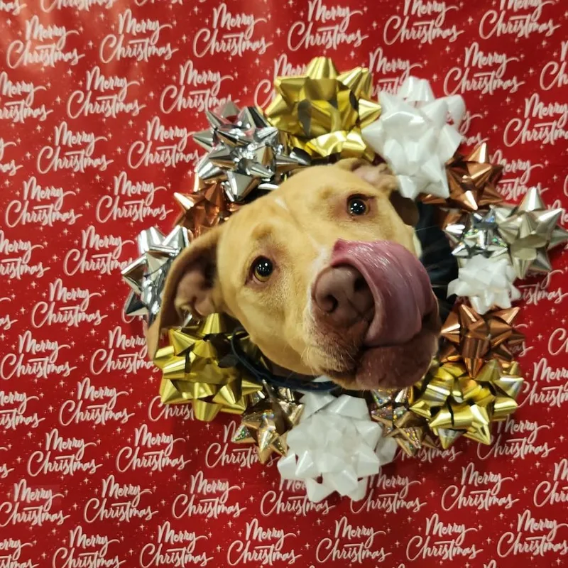 Smillie Jum thumbnail 2