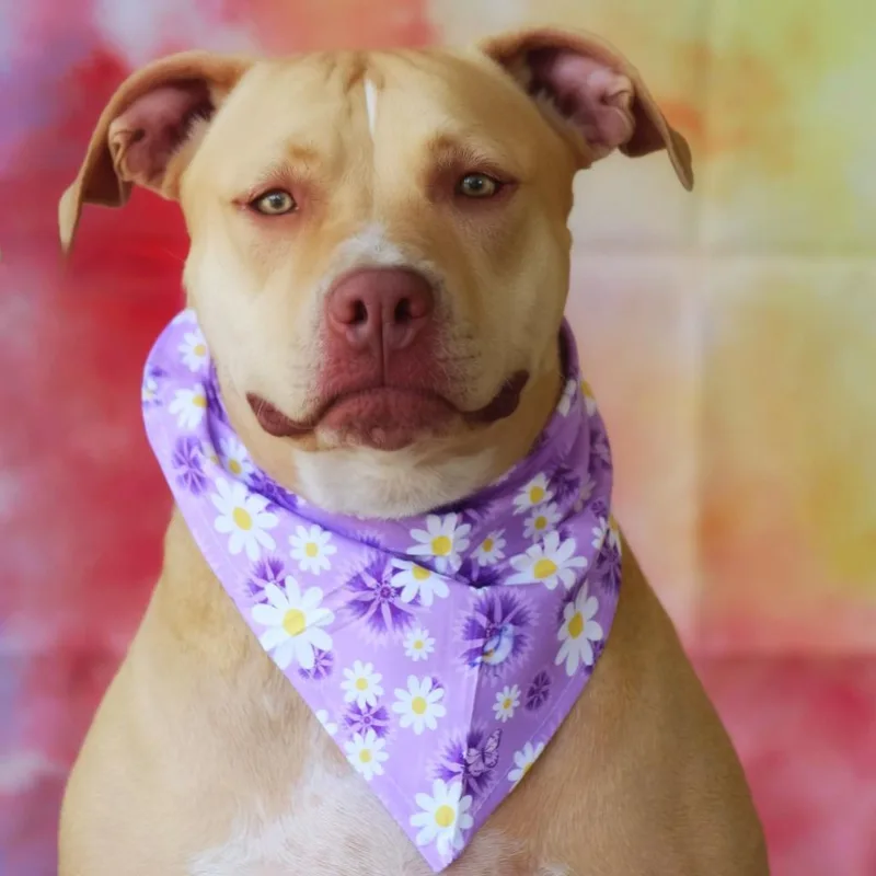 Smillie Jum thumbnail 3