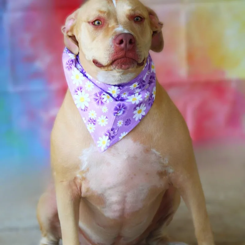 Smillie Jum thumbnail 4