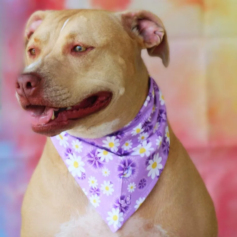 Smillie Jum thumbnail 5