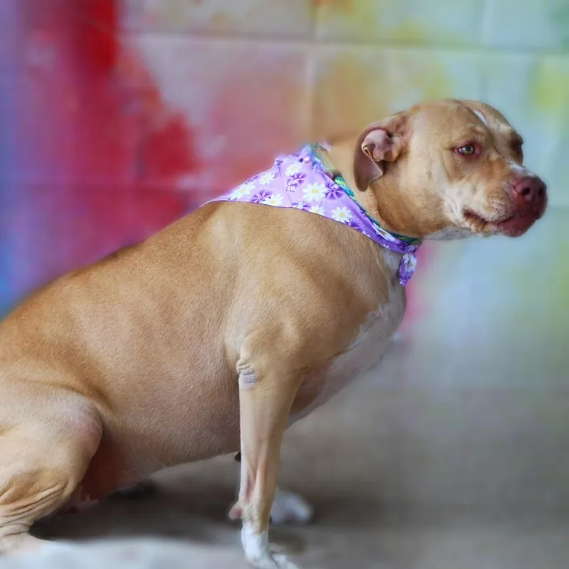 Smillie Jum thumbnail 6