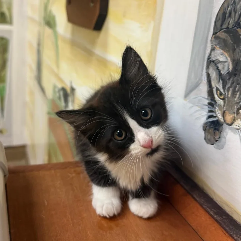 A baby small-sized male Domestic Medium Hair cat named Sprinkles for adoption in Naples, FL