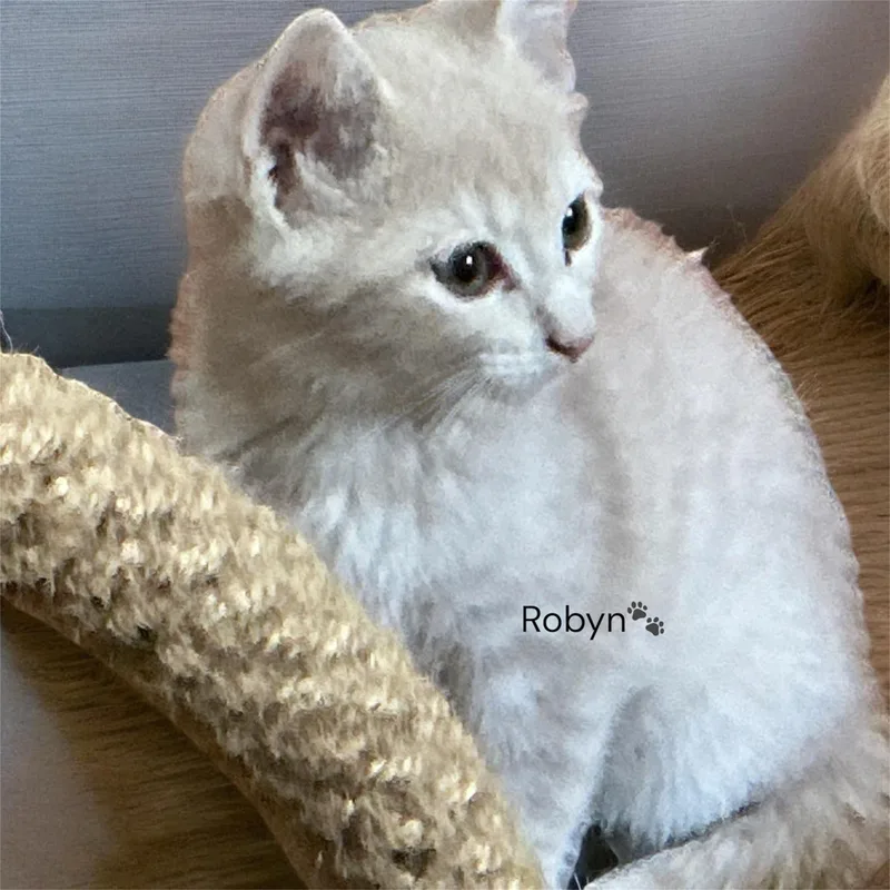 A baby medium-sized female Cream / Ivory Domestic Short Hair cat named Robyn & Jordy for adoption in North Bergen, NJ