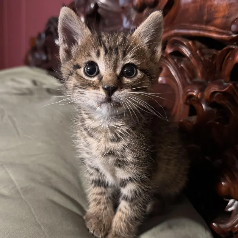 A baby small-sized male Brown / Chocolate Domestic Short Hair cat named Elcon for adoption in Waco, TX