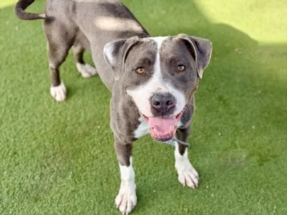 An adult large-sized female Pit Bull Terrier dog named Hazel for adoption in Los Angeles, CA