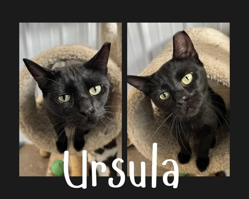 A young medium-sized female Domestic Short Hair cat named Ursula for adoption in Pierceton, IN