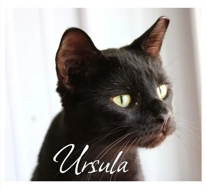 Ursula thumbnail 3