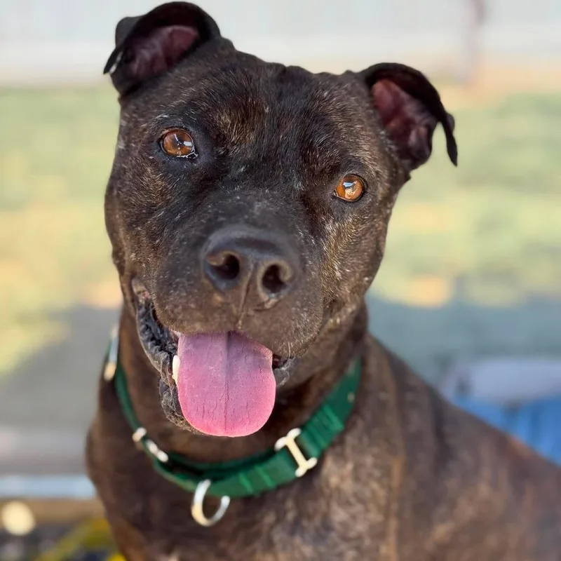 An adult medium-sized male Brindle Mixed Breed dog named Slim Jim for adoption in Greensboro, NC