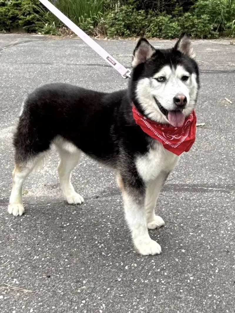 An adult large-sized male Siberian Husky dog named Ahkato for adoption in Old Westbury, NY