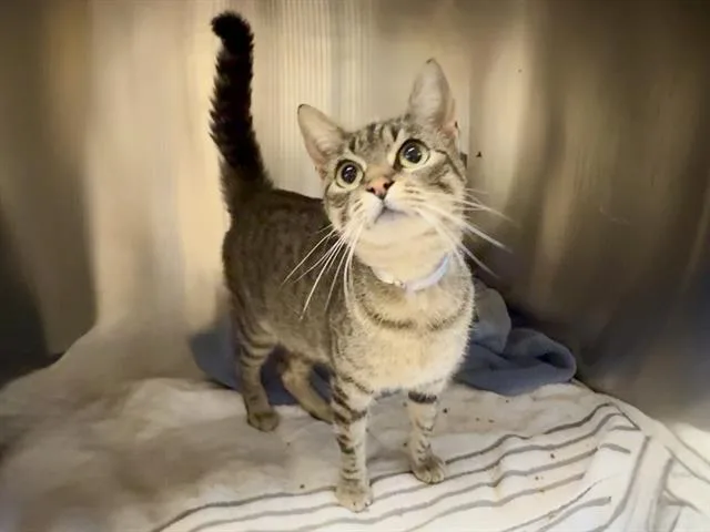 A young large-sized female Domestic Short Hair cat named Zoey for adoption in Martinez, CA