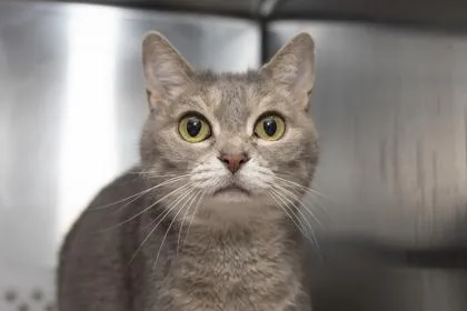 An adult small-sized female Domestic Short Hair cat named B Maya for adoption in North Charleston, SC