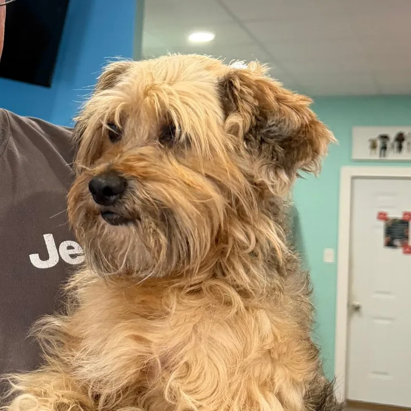 An adult small-sized male Black Yorkshire Terrier dog named Cosworth for adoption in Marion, VA