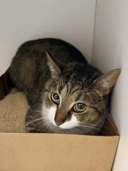 An adult medium-sized male Domestic Short Hair cat named Scar for adoption in West Chester, PA