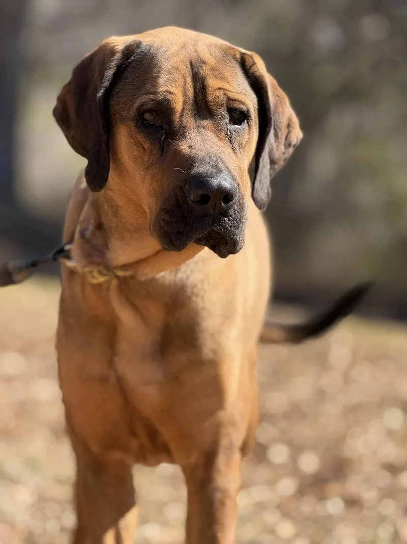 A young large-sized female Bloodhound dog named Tally for adoption in Attalla, AL