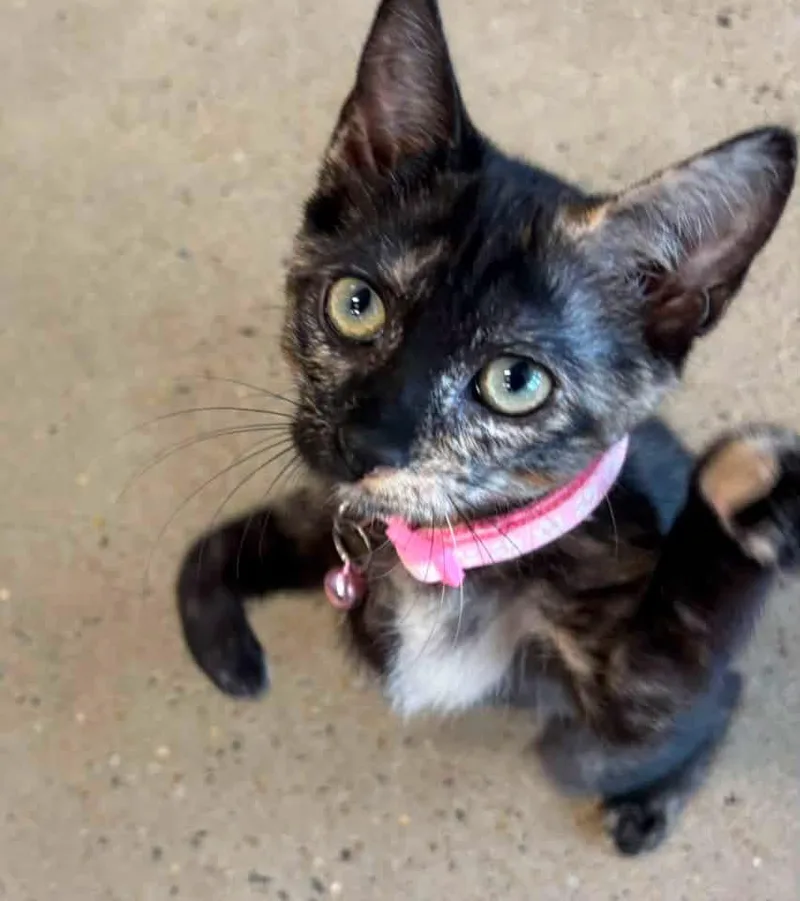 A young medium-sized female Tortoiseshell Domestic Short Hair cat named Pixie for adoption in Calera, AL