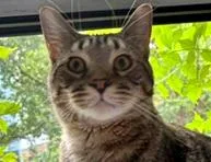 A young medium-sized male Tabby cat named Atticus for adoption in Euclid, OH