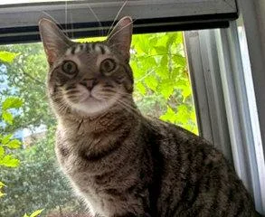 Atticus thumbnail 3