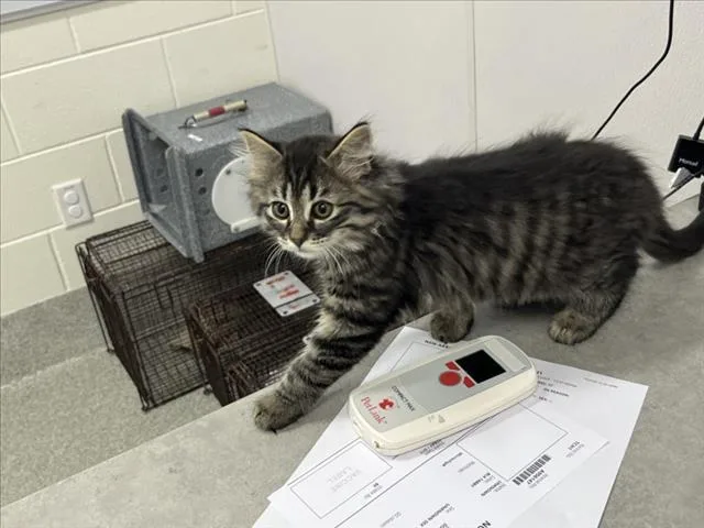 A baby small-sized male Domestic Short Hair cat named Crystal for adoption in Loveland, CO