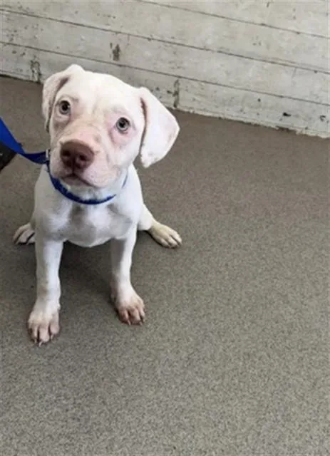 A young small-sized female Pit Bull Terrier dog named Frosty for adoption in San Bernardino, CA