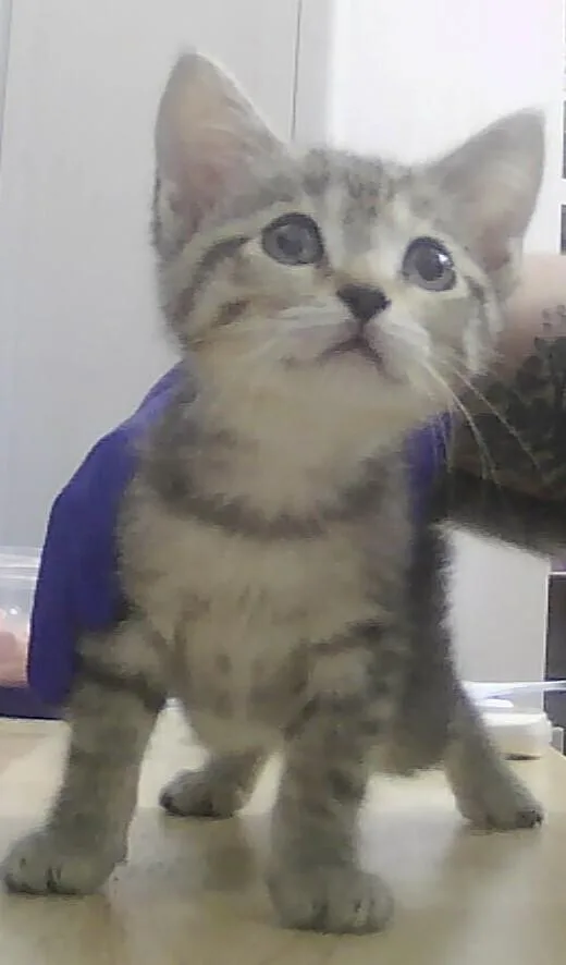 A baby small-sized female Domestic Short Hair cat named Cottage Cheese for adoption in Anoka, MN