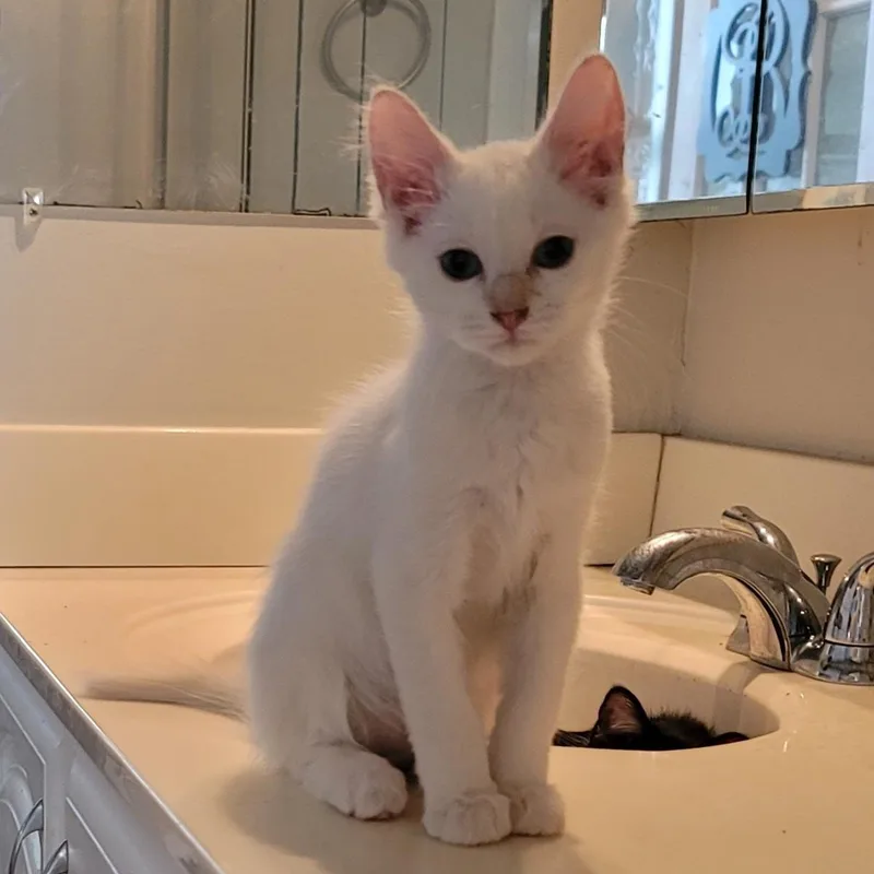 A baby medium-sized male Buff & White Domestic Medium Hair cat named Bianco for adoption in Orlando, FL