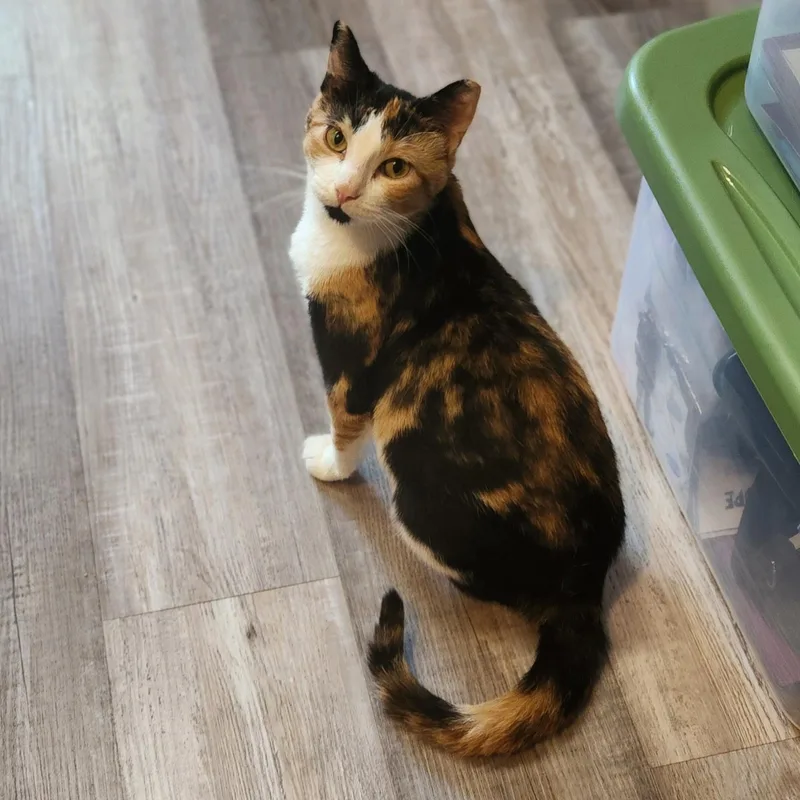 A young medium-sized female Calico Domestic Short Hair cat named Cece for adoption in Farmington, MN