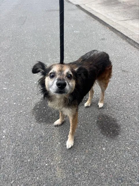 An adult small-sized male Shetland Sheepdog / Sheltie dog named Pablo for adoption in Alameda, CA