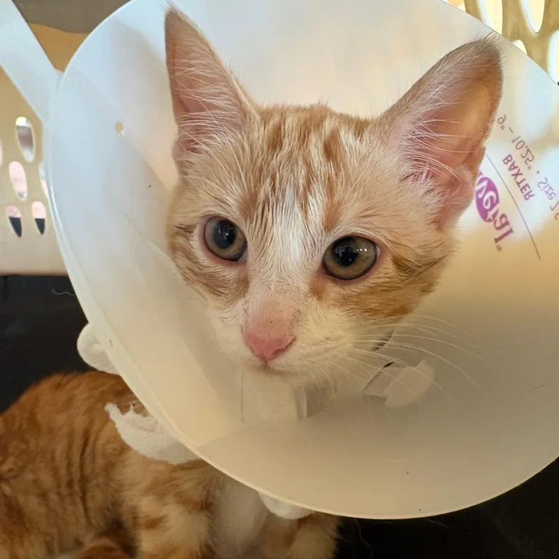 A baby small-sized female Orange / Red Domestic Short Hair cat named Dorito for adoption in Leander, TX