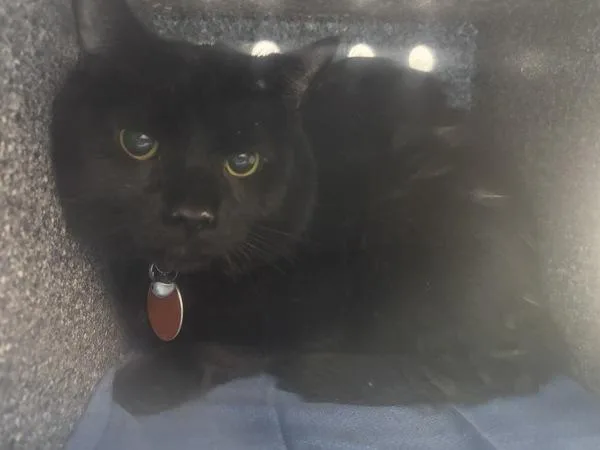 An adult medium-sized male Domestic Short Hair cat named Skips for adoption in New York, NY