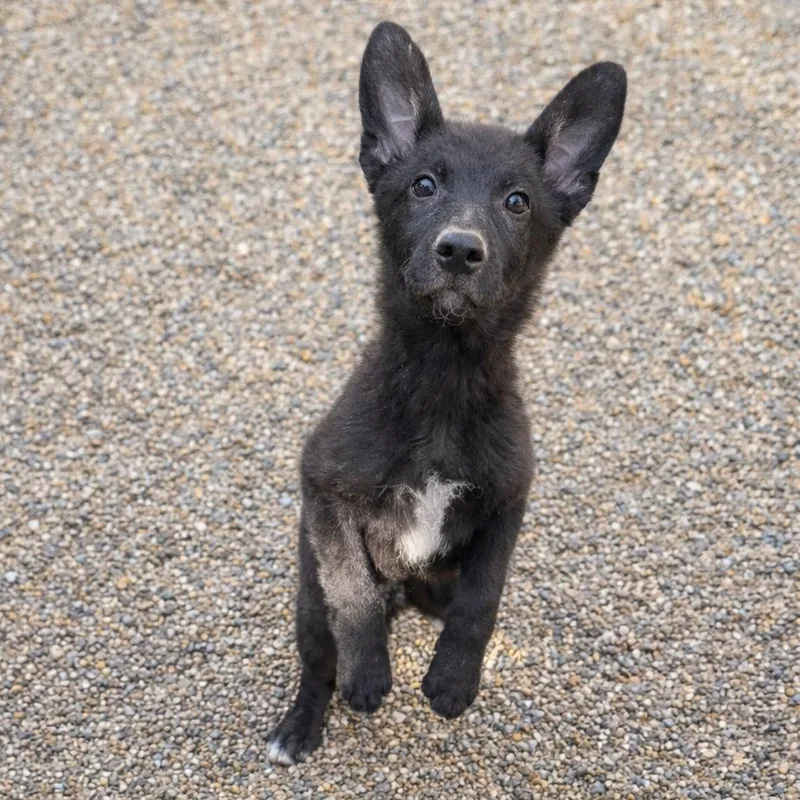 Sherlock thumbnail 2