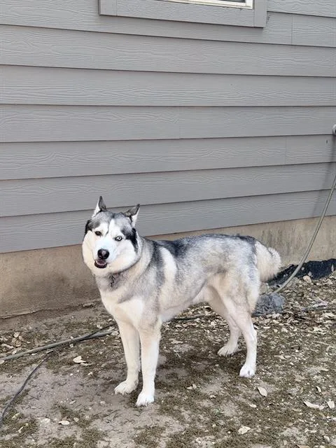An adult medium-sized male Husky dog named Max for adoption in San Antonio, TX