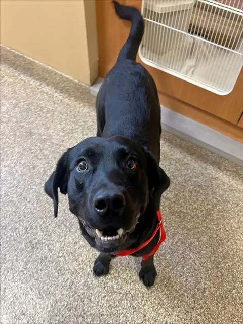 A young large-sized male Labrador Retriever dog named Julian for adoption in Thousand Palms, CA