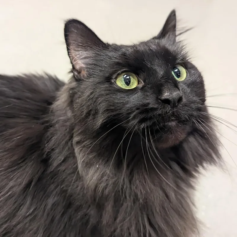 A senior large-sized female Black Domestic Long Hair cat named Mocha for adoption in Marysville, OH