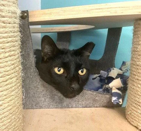 An adult large-sized male Black Domestic Short Hair cat named Biggie for adoption in Seal Beach, CA