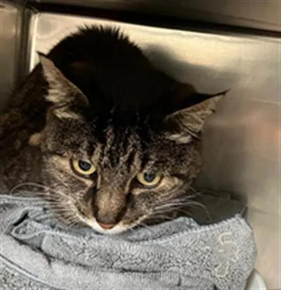 David Lettercat thumbnail 2