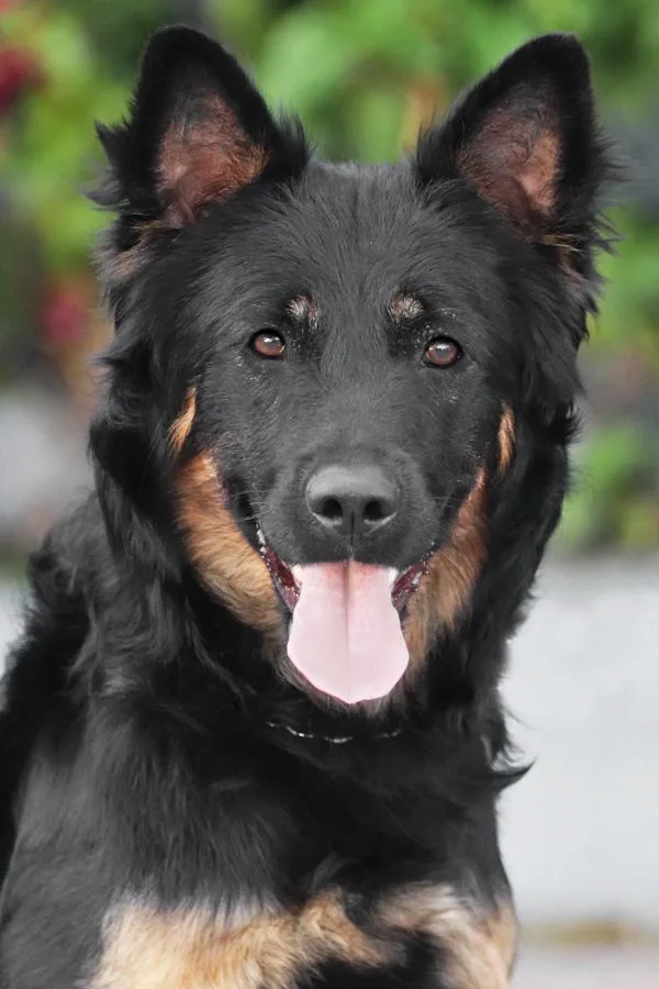 A young medium-sized female Bicolor German Shepherd Dog dog named Annie von Ahneby for adoption in Los Angeles, CA