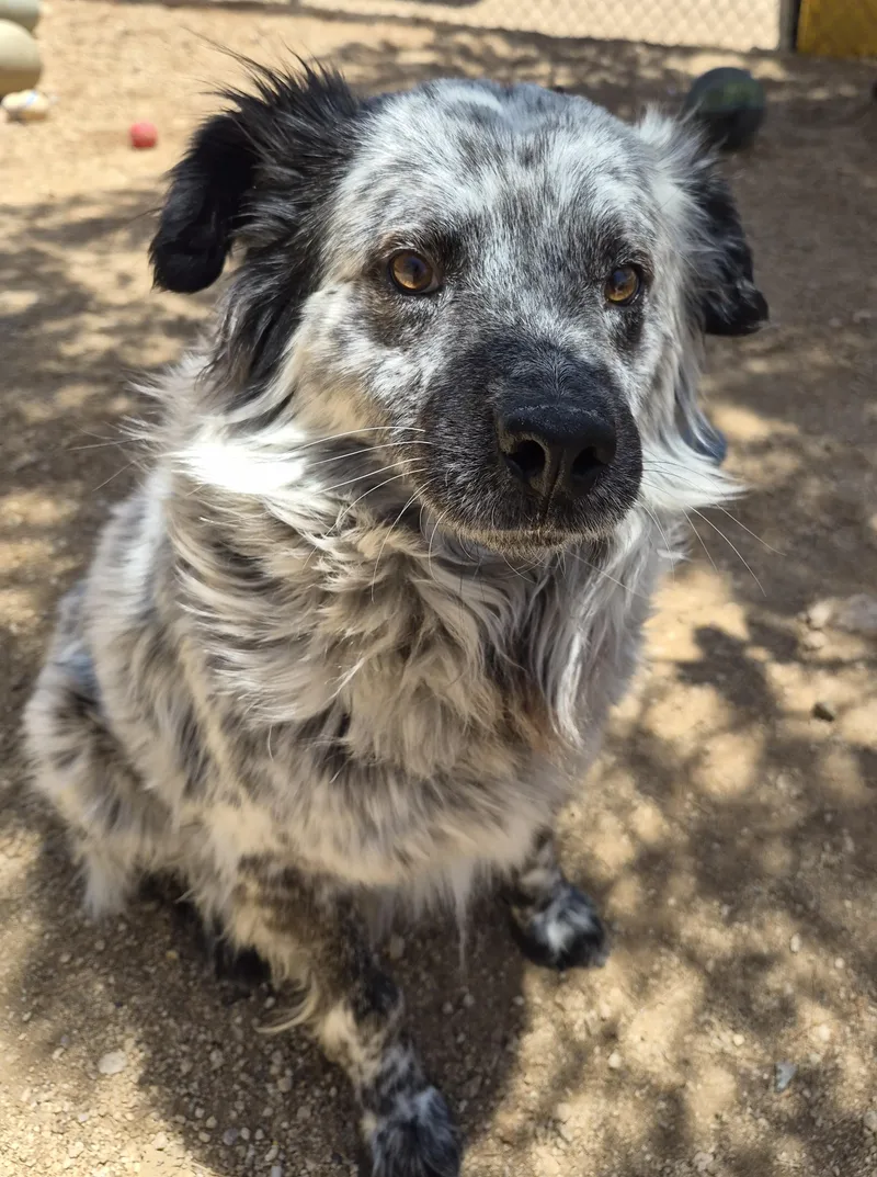 An adult large-sized male Black Australian Shepherd dog named Archer for adoption in Sierra Vista, AZ